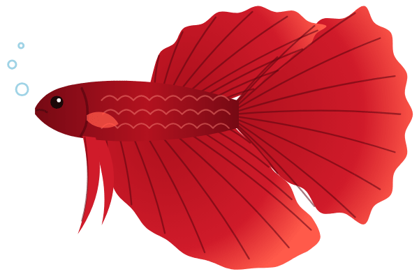 Betta halfmoon rouge dessiné pour la boutique